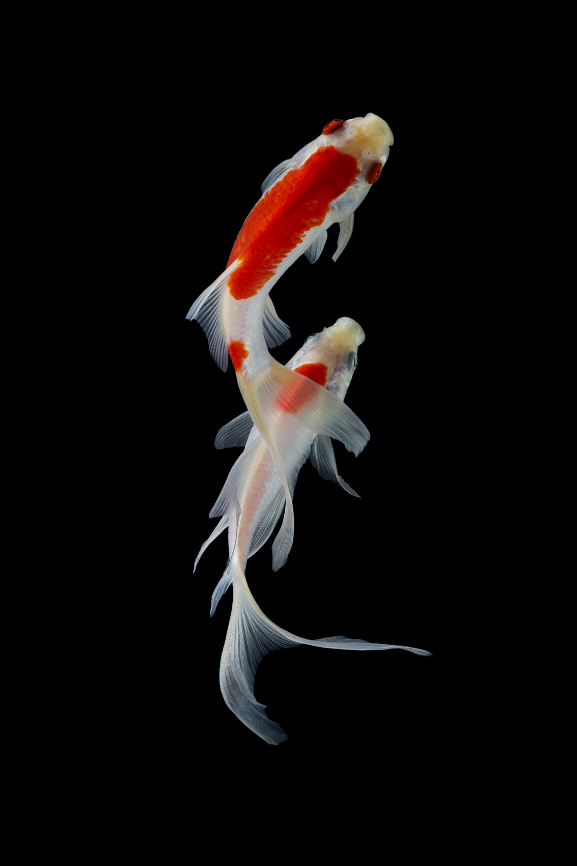 运动定律示意图